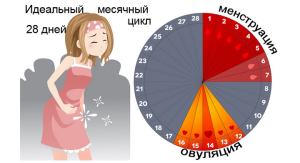 skolko-dnej-dljatsja-mesjachnye-norma-otklonenija-i-faktory-vlijanija