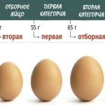 Сколько весит куриное яйцо: Размеры, факторы и интересные факты