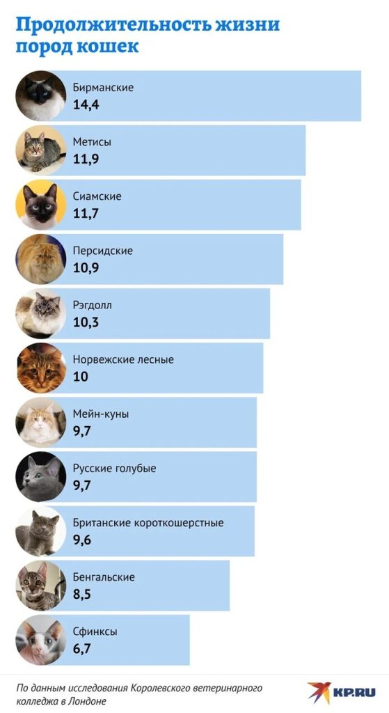 skolko-zhivut-koty-faktory-vlijajushhie-na-prodolzhitelnost-zhizni