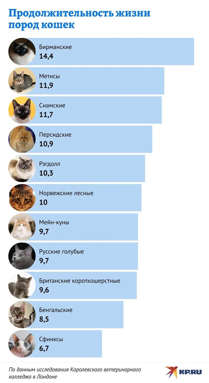 skolko-zhivut-koty-faktory-vlijajushhie-na-prodolzhitelnost-zhizni