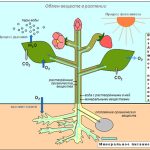 как питается растение