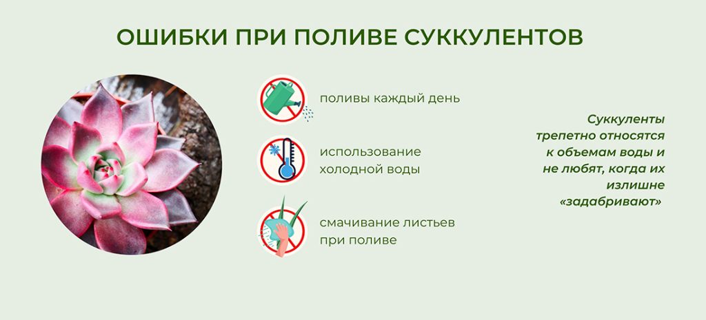 kak-polivat-sukkulenty
