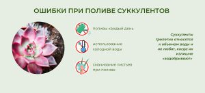 kak-polivat-sukkulenty