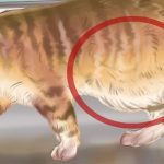 как понять что у котенка глисты