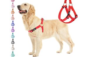 kak-pravilno-odevat-shlejku-na-sobaku