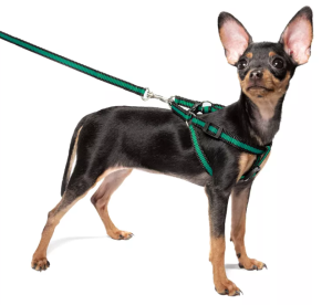 kak-pravilno-odevat-shlejku-na-sobaku