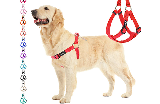 kak-pravilno-odevat-shlejku-na-sobaku